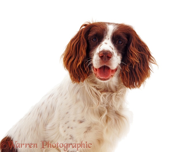 Portrait of English Springer Spaniel dog, Rob, white background