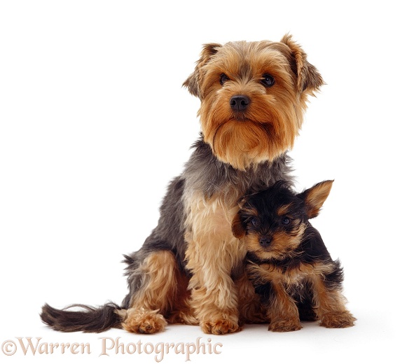 Yorkshire Terrier bitch Jessie with one of her pups, 8 weeks old, white background