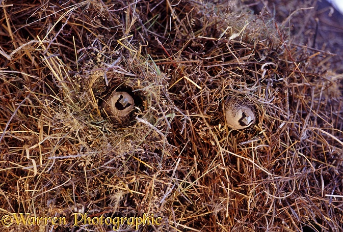 Sociable Weavers (Philetairus socius) in their nest.  Africa
