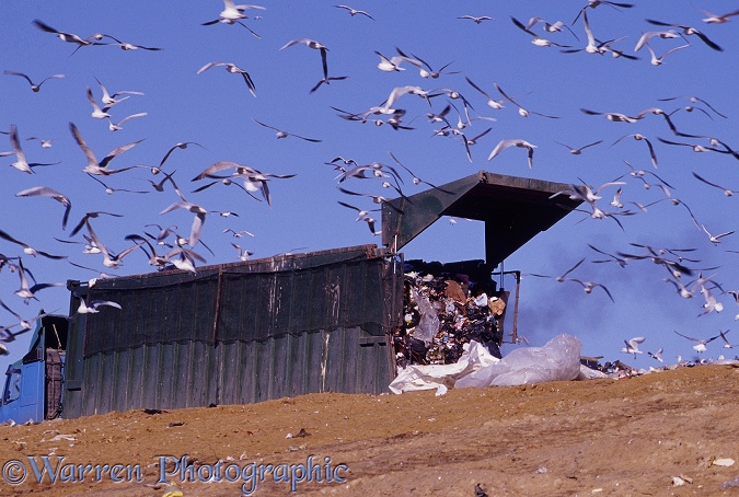 Seagulls flocking around a lorry dumping at a land-fill site.  Surrey, England
