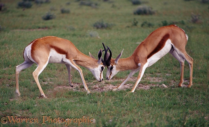 Springbok (Antidorcas marsupialis) rams locking horns.  Africa