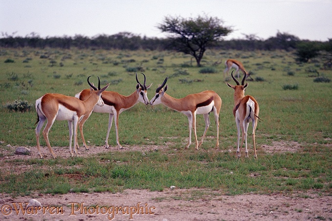 Springbok (Antidorcas marsupialis) rams nose-to-nose.  Africa