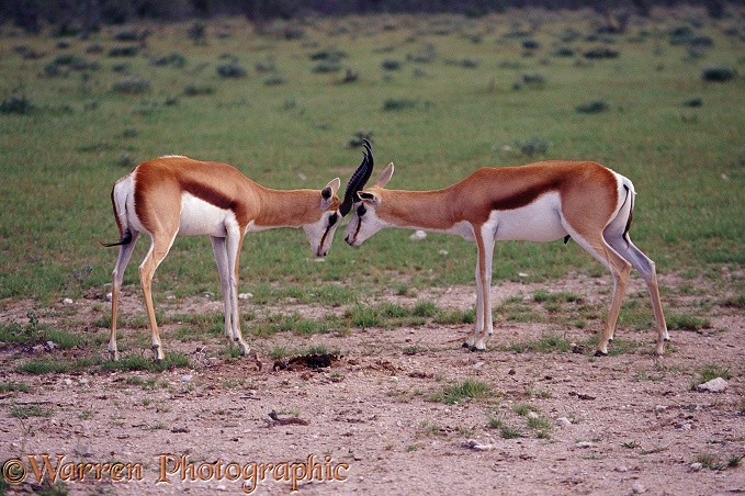 Springbok (Antidorcas marsupialis) rams locking horns.  Africa