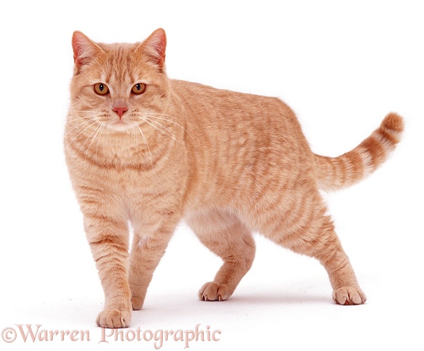 Cream British Shorthair male cat Horatio, white background