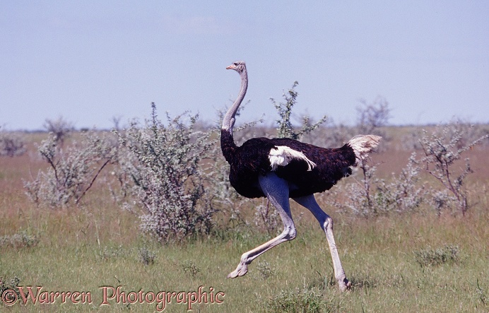 Ostrich (Struthio camelus) male.  Africa