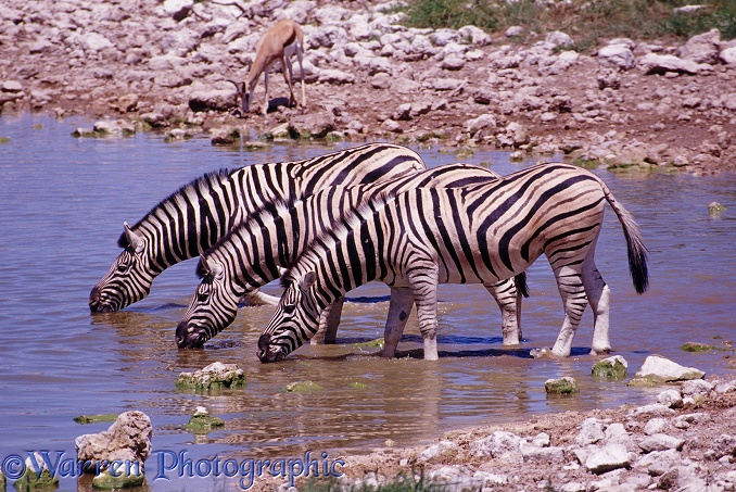 Plains Zebra (Equus burchelli) drinking at a water hole.  Africa