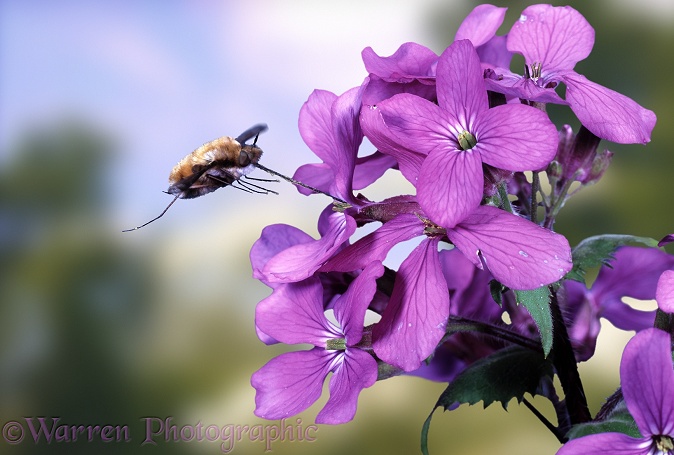 Bee Fly (Bombylius major) visiting honesty in spring.  Europe including Britain