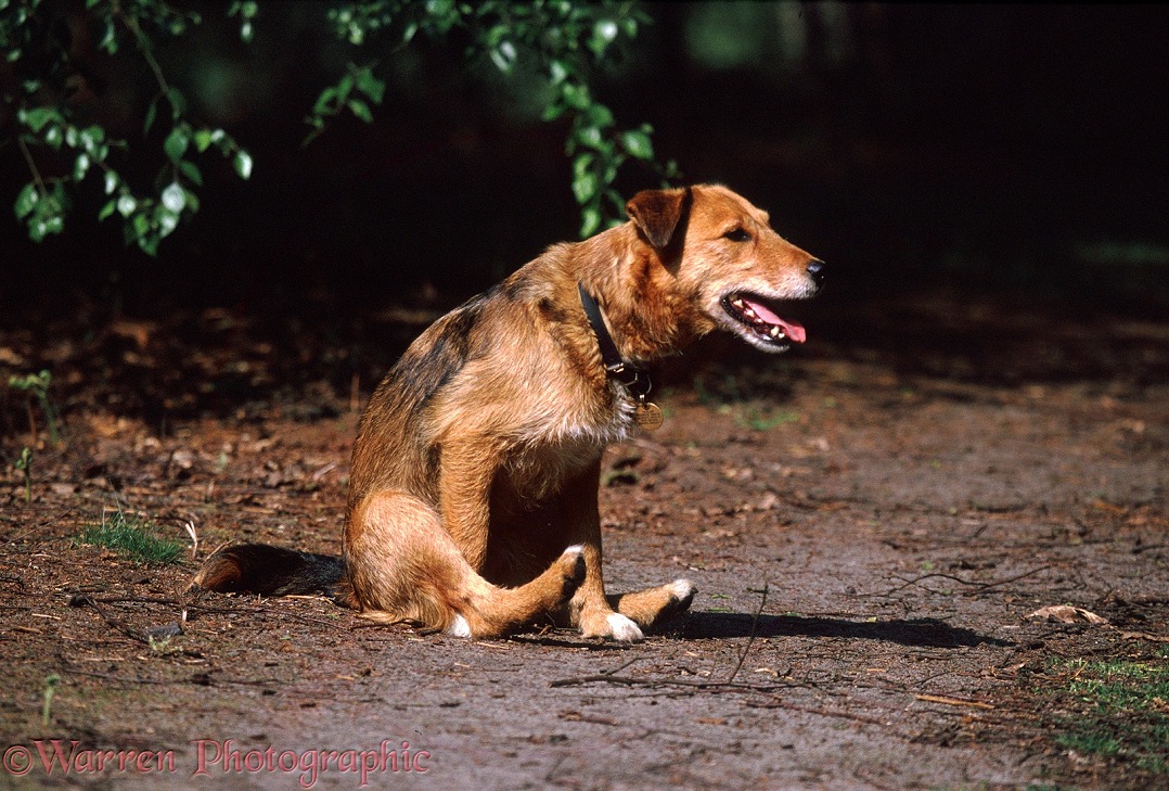 Lakeland Terrier x Border Collie Bess scooting