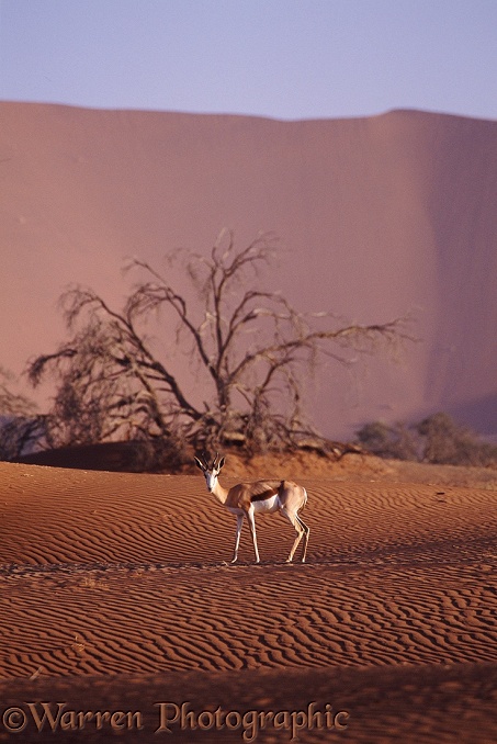 Springbok (Antidorcas marsupialis) in the Namib Desert.  Africa