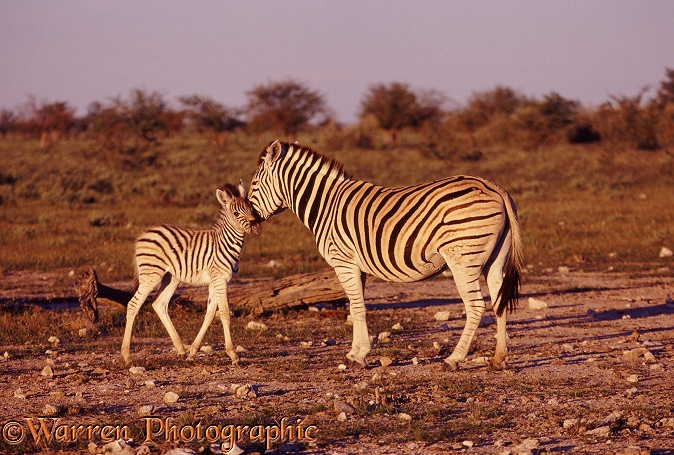 Plains Zebra (Equus burchelli) with a foal.  Africa
