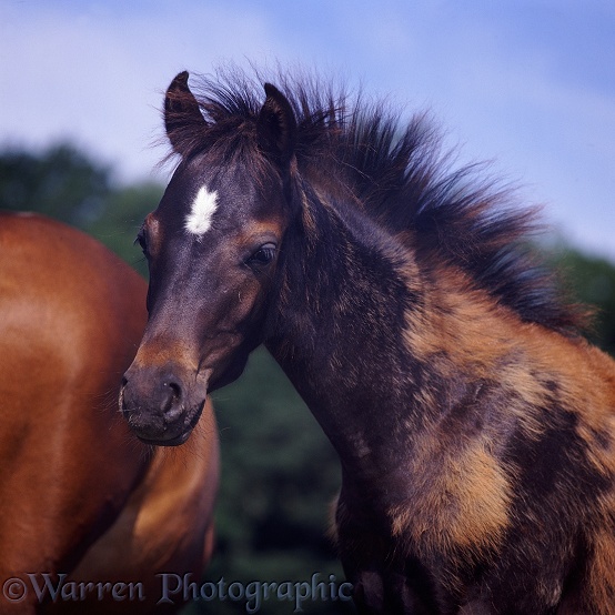 Portrait of British Show Pony colt foal Whisky