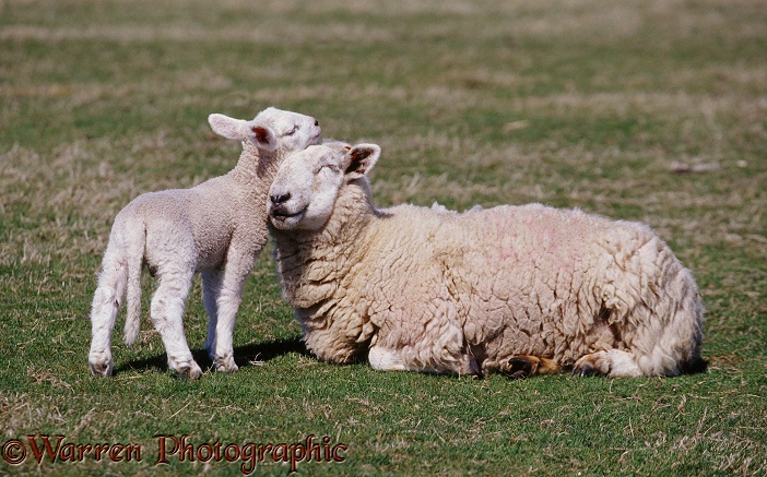 Sheep and lamb nuzzling.  Lundy Island