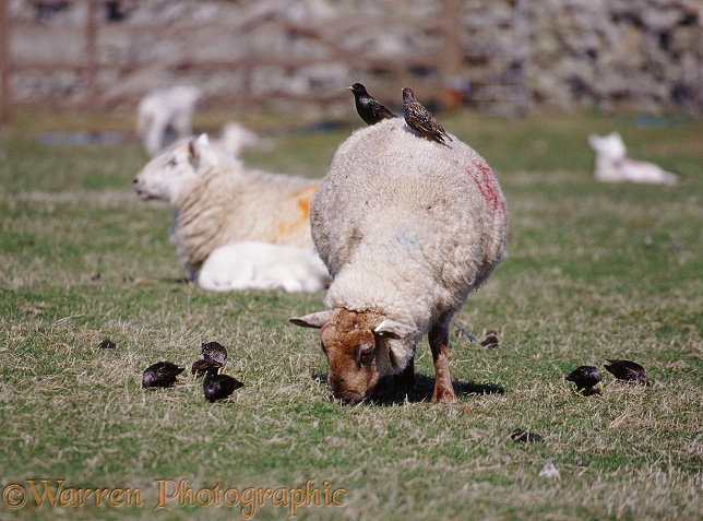 Sheep and Starlings (Sturnus vulgaris).  Lundy Island