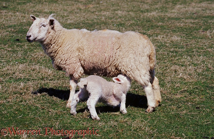 Sheep and suckling lamb.  Lundy Island