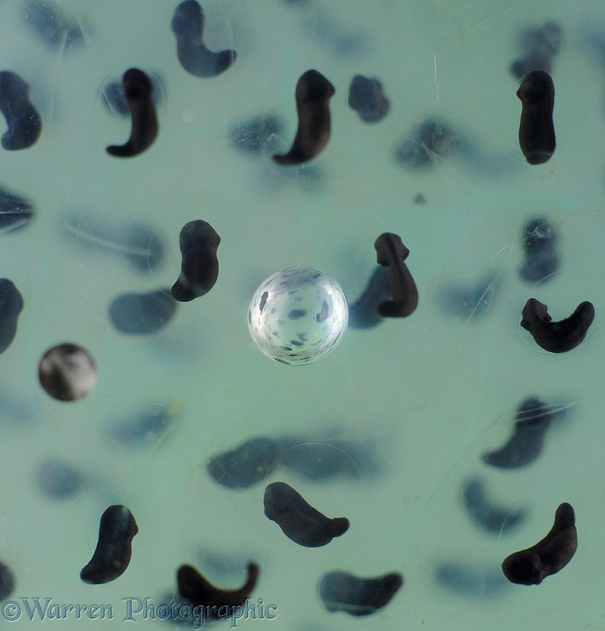 Bubble trapped in the spawn of a Common Frog (Rana temporaria) with one of the embryonic developing tadpoles reflected in it