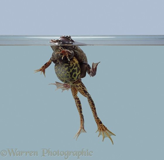 Pair of Common Frogs (Rana temporaria) in amplexus, floating at the surface.  Europe