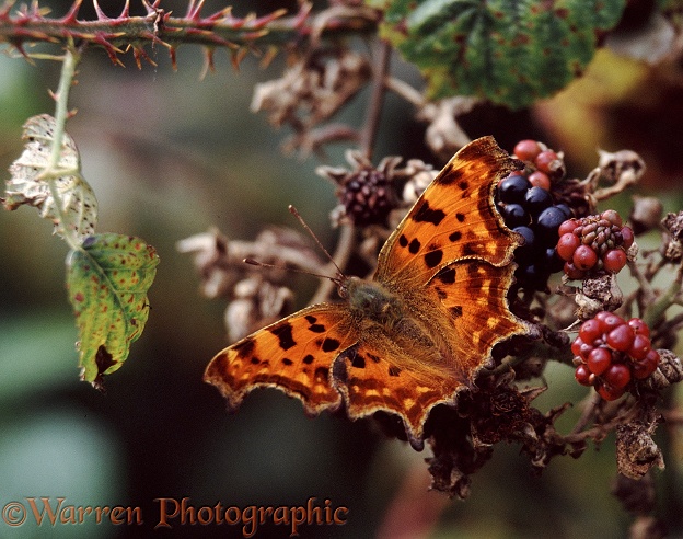Comma Butterfly (Polygonia c-album) feeding on ripe blackberries in September.  Europe