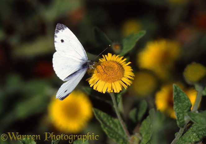 Green-veined White Butterfly (Pieris napi) feeding on Fleabane