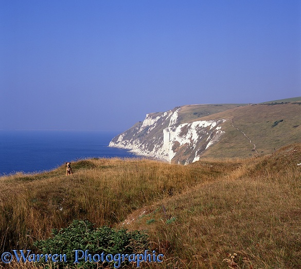 Whitenothe cliffs from Bats Head.  Dorset, England