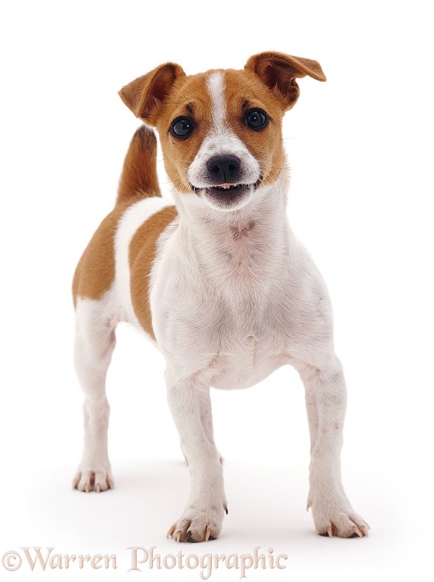 Jack Russell Terrier pup Megadog, white background