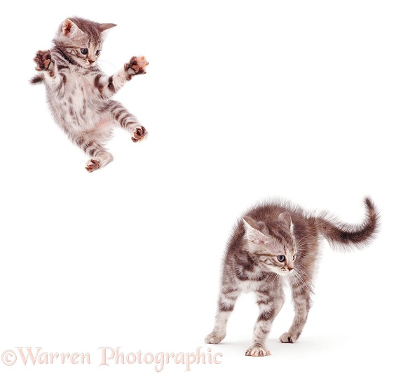 Blue tabby kitten, 8 weeks old, taking a flying leap at a sibling during "witch's cat" play, white background