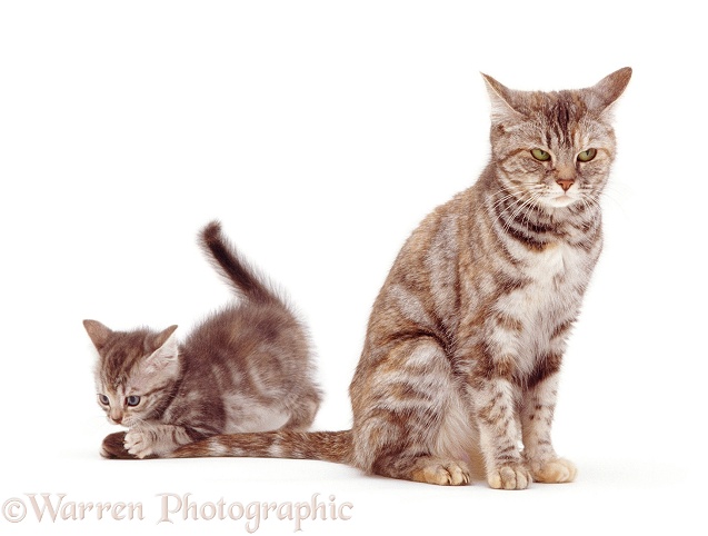 Blue tabby kitten, 8 weeks old, attacking the twitching tail of Silver tortoiseshell British Shorthair mother cat Sylvia, white background