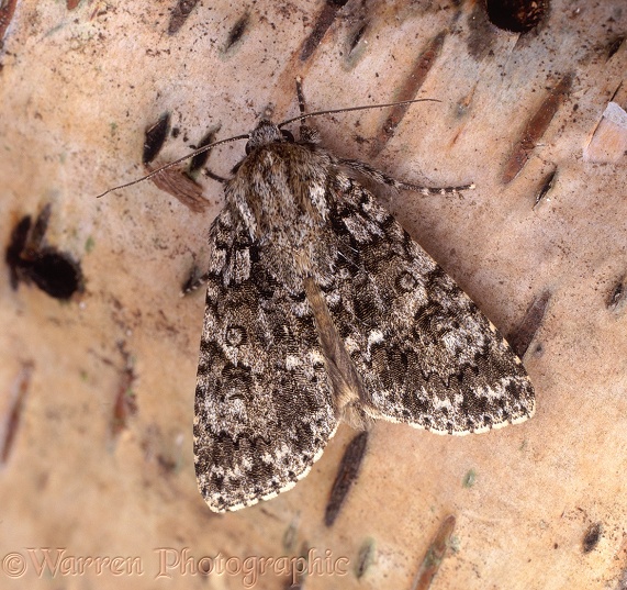 Knot Grass Moth (Acronicta rumicis).  Europe