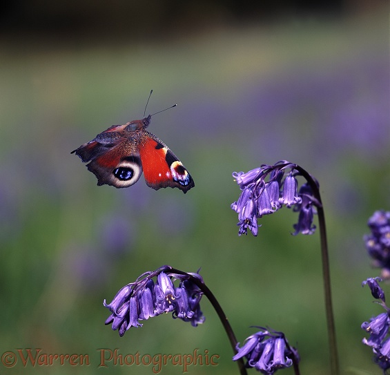 Peacock Butterfly (Inachis io) and Bluebells (Hyacinthoides non-scripta).  Europe