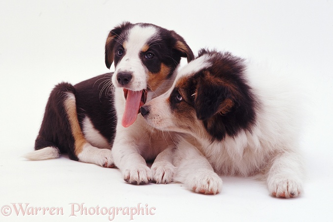 Tricolour Border Collie pups Whisper and Polly, 8 weeks old, white background