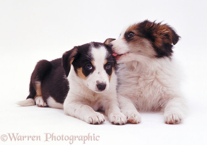 Tricolour Border Collie pups, 8 weeks old. Long-coated Whisper licking smooth-coated Polly's ear, white background