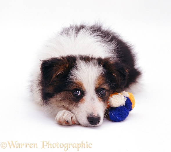 Long-coated tricolour Border Collie puppy Whisper, 8 weeks old, with chin on paws, white background