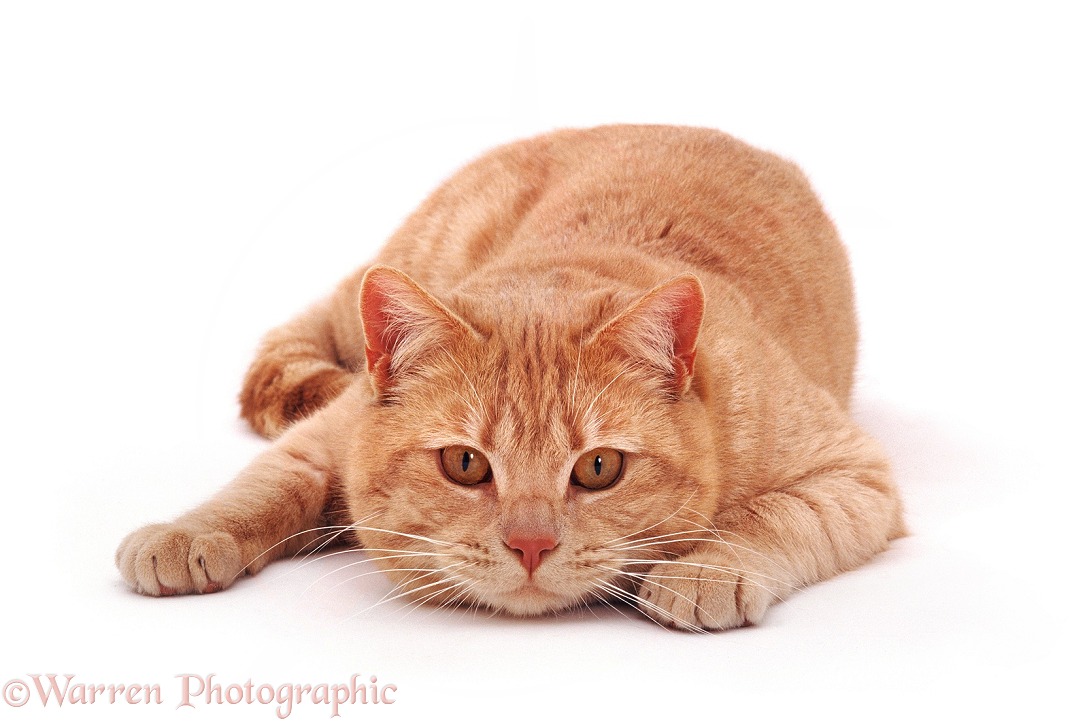 Cream British Shorthair male cat Horatio lying with his chin on the ground, white background
