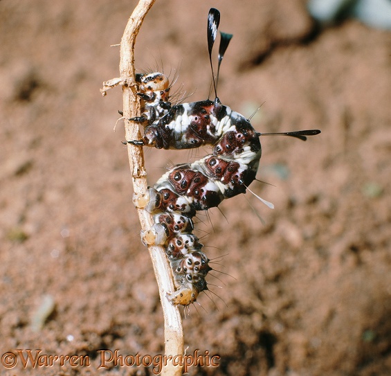 Caterpillar (unidentified).  Kenya
