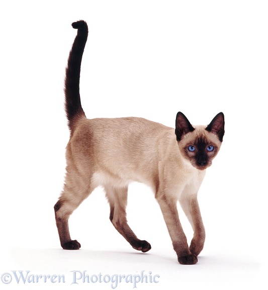 Young Seal-point Siamese cat walking, white background