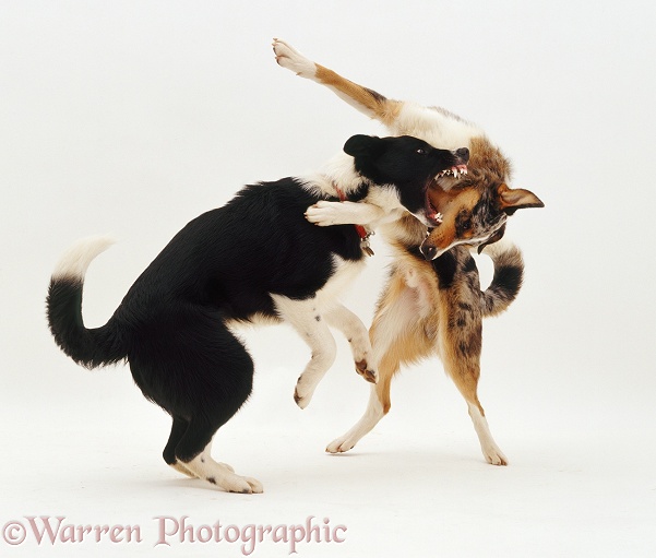 Border Collie brothers Kai and Phoebus play-fighting, white background