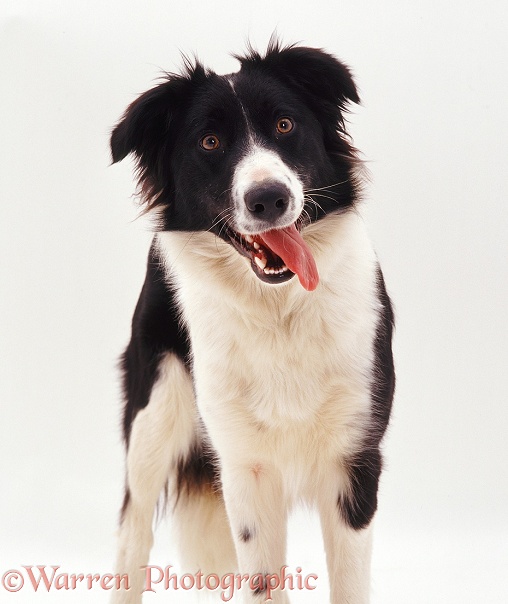 Portrait of Black-and-white Border Collie bitch Phoebe, white background