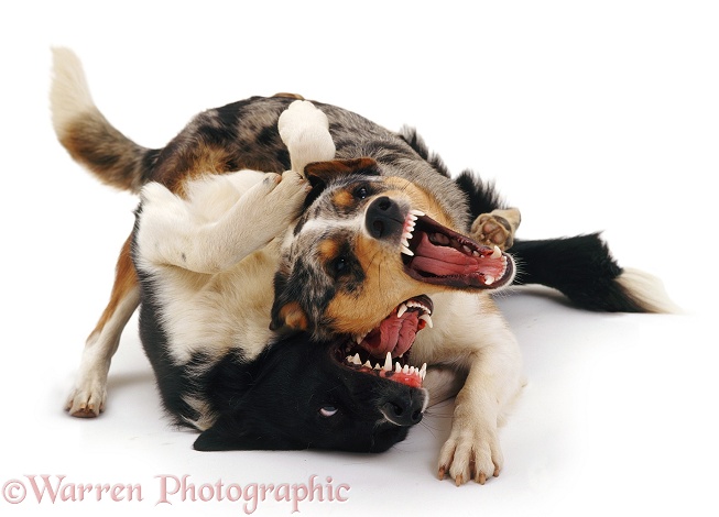Border Collie brothers Kai and Phoebus mouth-fencing during vigorous play, white background
