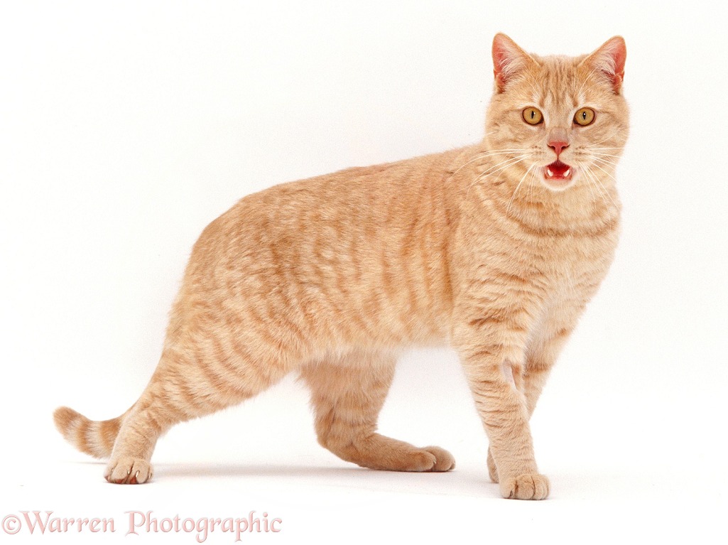 Cream British Shorthair male cat Horatio panting, white background