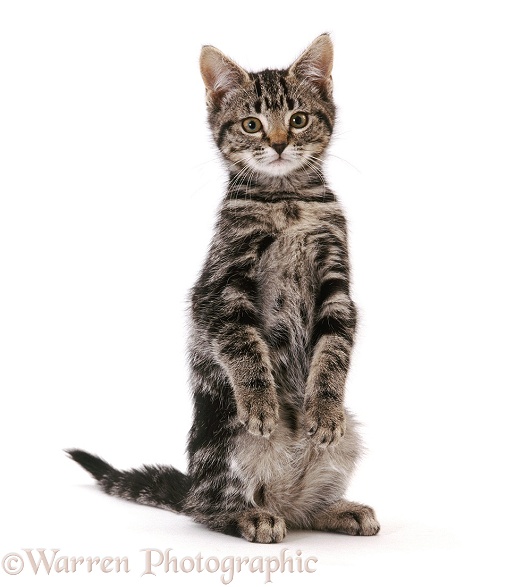 Tabby kitten standing up, white background