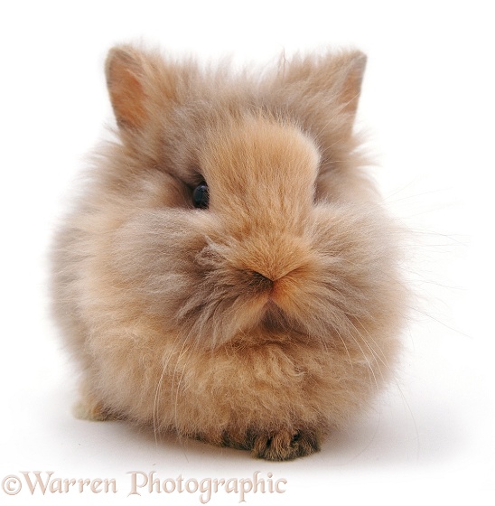 Lionhead dwarf baby rabbit, white background