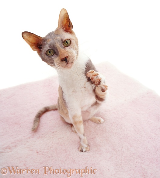 Blue-cream Cornish Rex cat, Faberge, raising a paw, white background