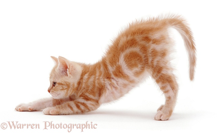Ginger kitten stretching, white background