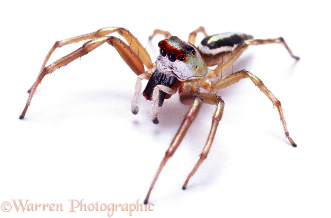 Jumping spider (unidentified).  North Australia, white background
