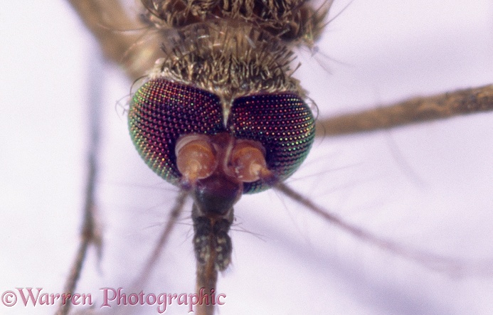 Mosquito (Theobaldia annulata) female showing eyes.  Europe, white background