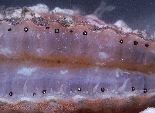 Queen Scallop (Chlamys opercularis) showing ocelli or simple eyes