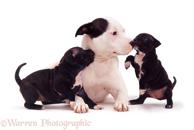 Staffordshire Bull Terrier bitch Lola-Love with two brindle puppies, 6 weeks old, white background
