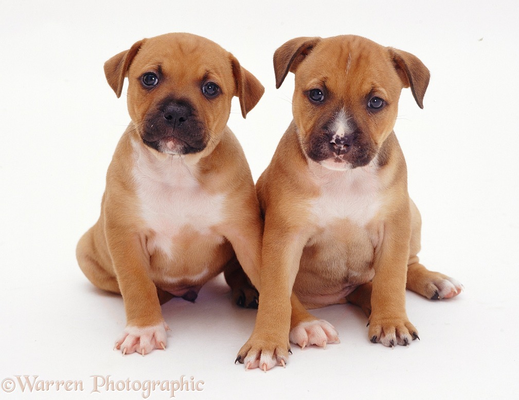 Two red Staffordshire Bull Terrier puppies, 6 weeks old, white background