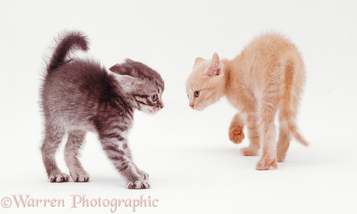 Playful kittens in witch's cat display, white background