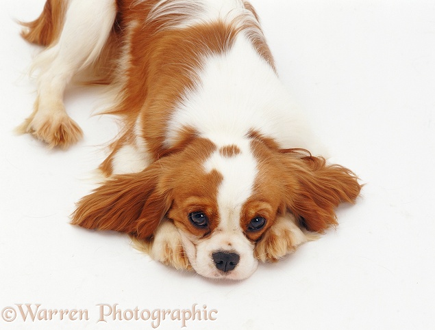 Cavalier King Charles puppy with its thin on the ground, white background