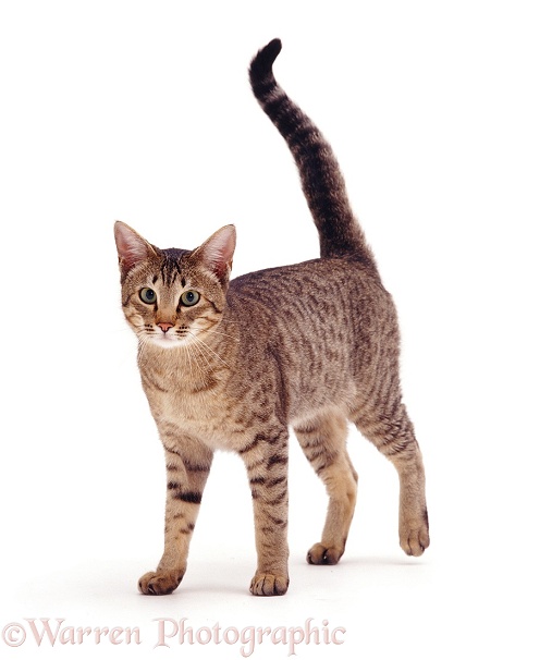 Brown spotted Bengal x Siamese cat Sadie, white background